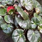 Begonia erythrophylla Φύλλο