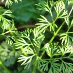 Cyclospermum leptophyllum Blatt