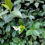 Trachelospermum jasminoidesÇiçek