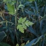 Chaerophyllum nodosum Leaf