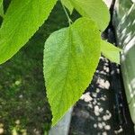 Celtis occidentalis Leaf