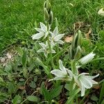 Ornithogalum nutans Hábitos