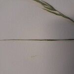 Festuca myuros Frunză