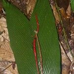 Geonoma macrostachys Хабит