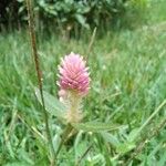 Gomphrena serrataFlor