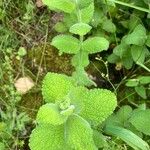 Mentha × villosa برگ