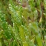 Salicornia europaea Ліст