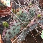 Opuntia macrocentra List