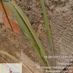 Paspalum dilatatum Leaf