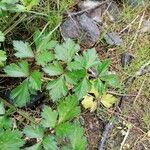 Apium graveolens Leaf