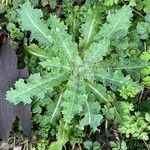 Sonchus asper Habit