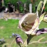 Gladiolus papilio Blodyn