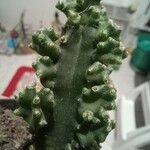 Tephrocactus verschaffeltii Blatt