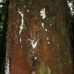 Chrysophyllum pomiferum Corteza