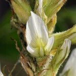 Glycyrrhiza lepidota Flower