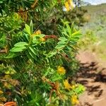 Hypericum revolutum Leaf