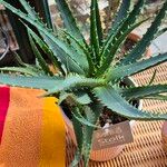 Aloe × spinosissima Hoja