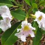 Tabebuia pallida Floare