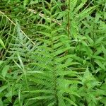 Thelypteris interrupta Folio