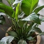 Spathiphyllum blandum Leht