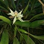 Prosthechea fragransFloare