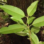 Calophyllum brasiliense Blatt