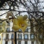 Ceiba chodatii Flower