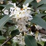 Osmanthus decorus Λουλούδι