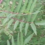 Sorbaria tomentosa Yaprak