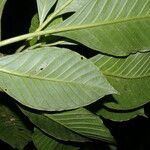 Psychotria trichotoma Leaf