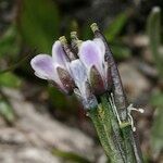 Arabis caerulea Bloem