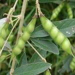 Cajanus cajan Fruit