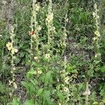 Verbascum blattaria Hábito