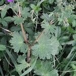 Geranium pyrenaicum Habit