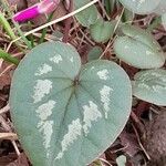 Cyclamen coum पत्ता