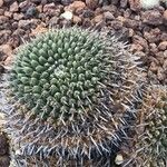 Mammillaria magnimamma Листок