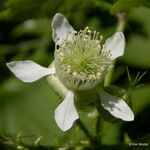 Rubus leucodermis Flower