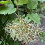 Clematis virginiana Flower