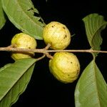 Eugenia lithosperma Fruit