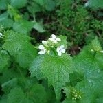 Alliaria petiolata Leaf