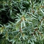 Juniperus communis Blad