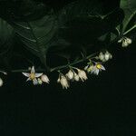 Solanum leucocarpon Cvet