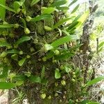 Bulbophyllum incurvum Hàbitat