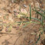 Mirabilis linearis Vekstform