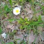 Bellis annuaFlower