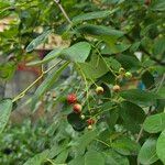 Amelanchier canadensis Fruit