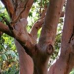 Arbutus canariensis പുറംതൊലി