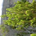 Erica reunionensis Feuille