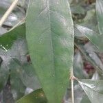 Coffea humblotiana Blatt