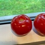 Solanum lycopersicum Fruit